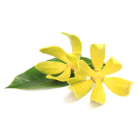 WildWash PRO Fragrance No. 1 Shampoo 300 ml (Ylang Ylang) - wildwash.pet